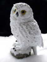 Sneeuwuil op stam A
