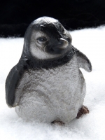 Pinguin A small