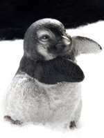 Pinguin B small
