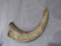 Buffalo hoorn ruw 25-30 cm