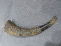 Buffalo hoorn ruw 25-30 cm