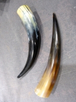 Koeie hoorn gepolijst 30 cm