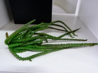 Crassula bush