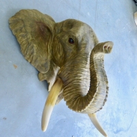Wandolifant