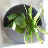 Pilea bush