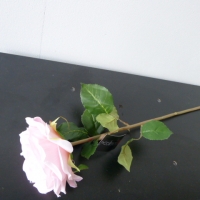 Colmore flower rose pink