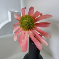 Colmore flower rudbeckia