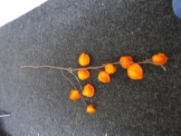 Lampionplant