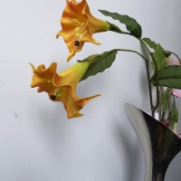 Trompetbloem M