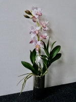 Orchidee cymbidium roze