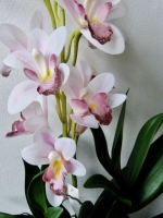 Orchidee cymbidium roze