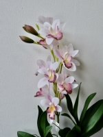 Orchidee cymbidium roze