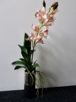Orchidee cymbidium zalm