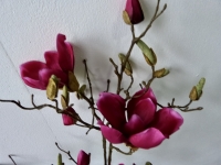 Magnolia branch donker roze