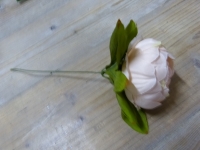 Pioenroos