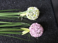 Allium wit/paars