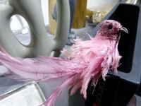 Colmore bird pink/clip 009